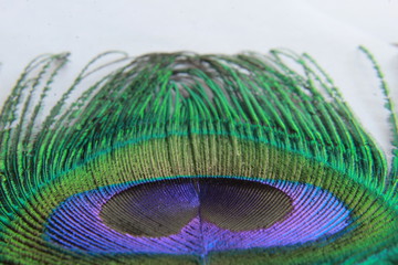 Obraz premium peacock feather