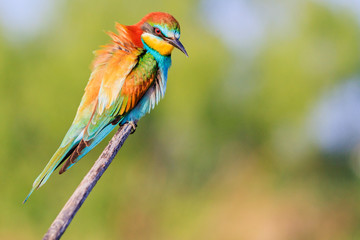 beautiful wild bird with rainbow plumage on a branch