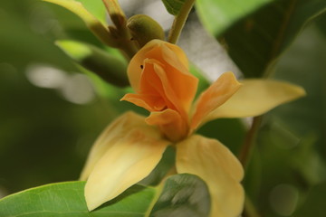 Obraz premium magnolia champak flower