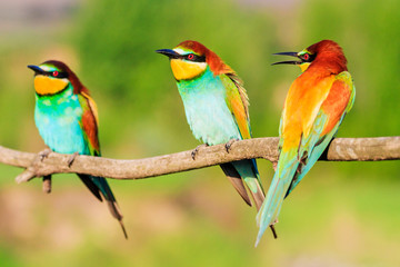 bird of paradise colorful three sit on a branch