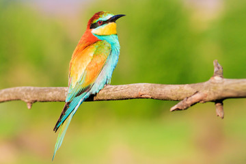 colorful beautiful bird sitting on a branch