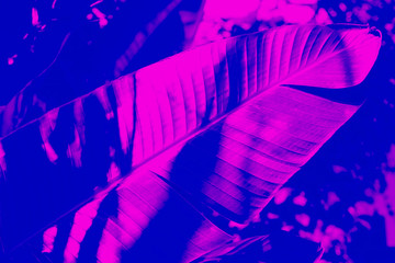 Tropical leaf duotone effect.  Trendy purple and blue