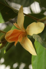 magnolia champak flower