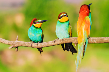 Fototapeta na wymiar flock of colorful birds threesome sitting on a branch