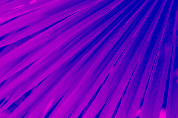 Tropical leaf duotone effec.  trendy plastic pink color