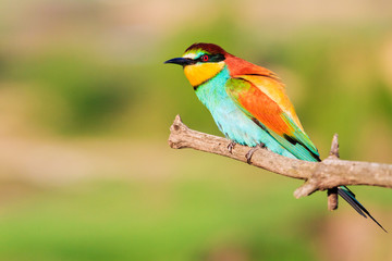 interested beautiful bird sitting on a branch