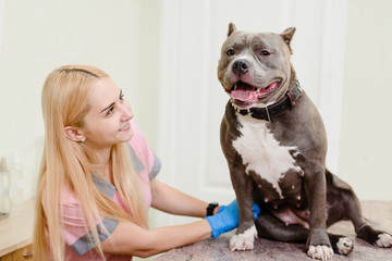 Female vet examining pit bull on medical examination table