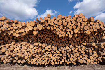 pile of wood logs and blue sky
