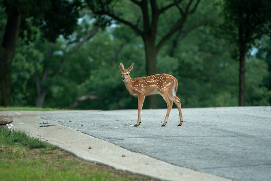 whietailed deer fawn