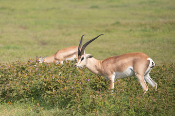 Beautiful Male Grants Gazelle in the Serengeti area of Tanzania