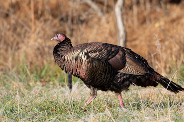 Wild turkey in a frost covered meadow