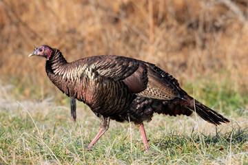 Wild turkey in a frost covered meadow