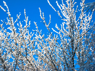 In the winter forest. The branches of the trees are covered with snow, against the blue sky.