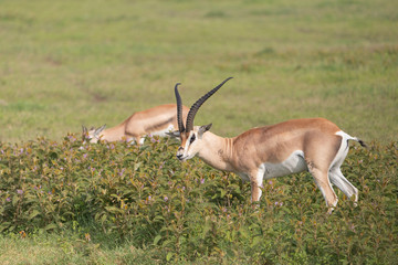 Beautiful Male Grants Gazelle in the Serengeti area of Tanzania