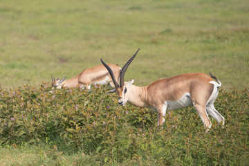 Beautiful Male Grants Gazelle in the Serengeti area of Tanzania