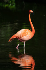 Pink flamingos in a pond