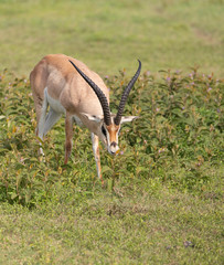 Beautiful Male Grants Gazelle in the Serengeti area of Tanzania