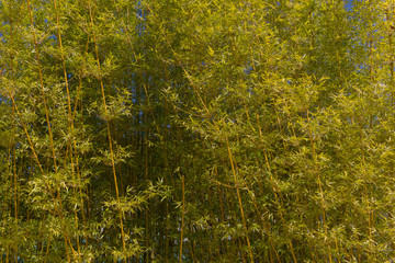 Natural Bamboo Texture