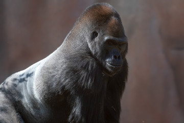 Captive western lowland gorilla