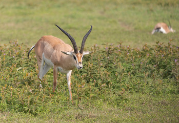Beautiful Male Grants Gazelle in the Serengeti area of Tanzania