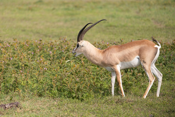 Naklejka na ściany i meble Beautiful Male Grants Gazelle in the Serengeti area of Tanzania