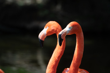 Pink flamingos in a pond