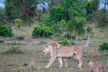 Lion cubs and lioness