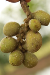 Michelia champaca fruits