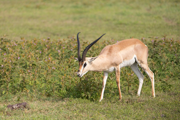 Beautiful Male Grants Gazelle in the Serengeti area of Tanzania