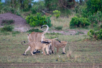 Lion cub with a leg