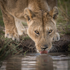 Female lion and cub at water hole
