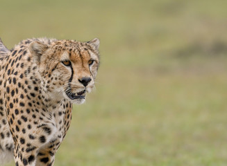 Portrait of a cheetah