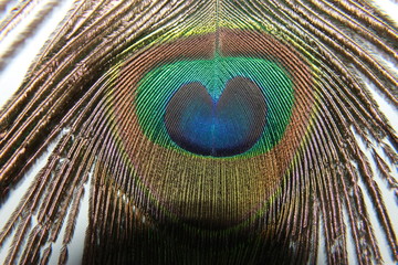 Obraz premium peacock feather