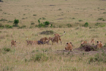 Fototapeta na wymiar lion pride at a kill