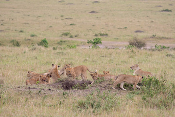 Naklejka premium lion pride at a kill