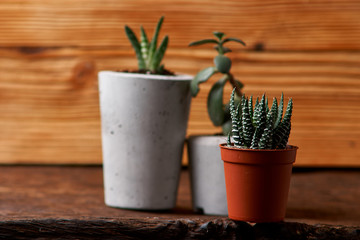 green plant in a concrete pot, creative home decoration. on wooden background