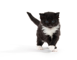 Cute black and white kitten