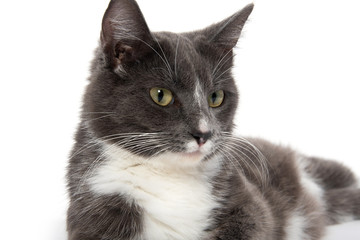 Adult white and gray cat