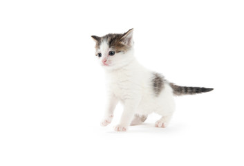 Cute white tabby kitten isolated