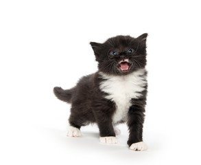 Cute black and white kitten