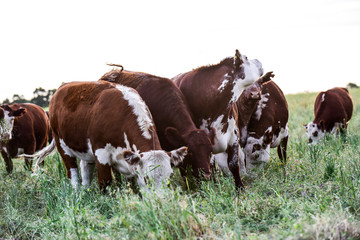 Fototapeta na wymiar Cows raised with natural grass, Argentine meat production