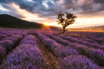 Lavender field at sunrise / Stunning view with a beautiful lavender field at sunrise