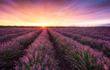 Obraz na płótnie Canvas Lavender field at sunrise / Stunning view with a beautiful lavender field at sunrise