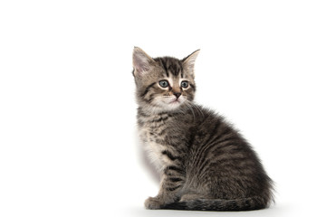 Cute tabby kitten on white