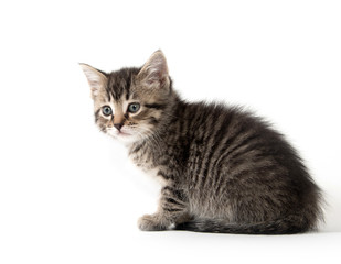 Obraz premium Cute tabby kitten on white