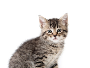 Obraz premium Cute tabby kitten on white
