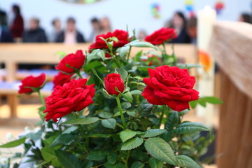 red roses in a church