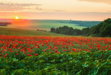 Fototapeta na wymiar Poppy field at sunset / Amazing view with a spring field and lots of poppies at sunset