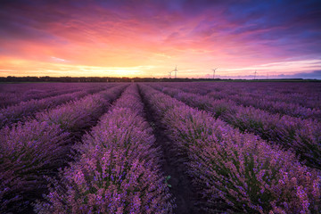 Naklejka na ściany i meble Lavender field at sunrise / Stunning view with a beautiful lavender field at sunrise