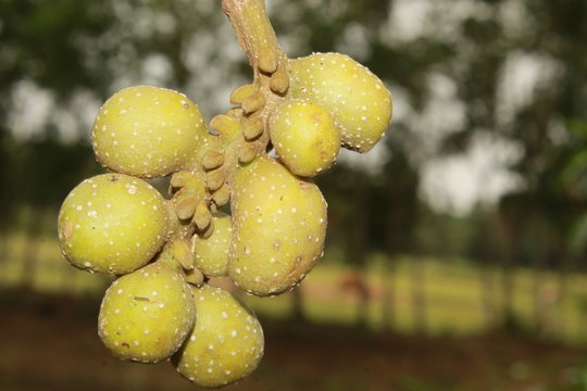 Michelia champaca fruits